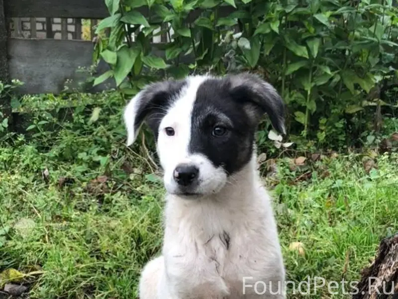 🆘🆘🆘🔥🔥🔥Ищу щенка!!! Пропал!! 🔴Е...