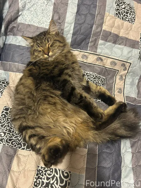 #потерянКотопес04 ПОМОГИТЕ НАТ...