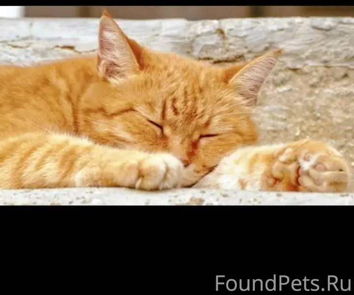 Пропал рыжий кот! Упитанный! Н...