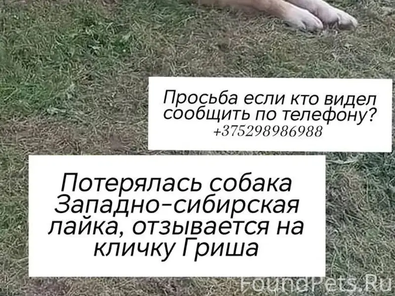 Помогаем информационно Пропала...