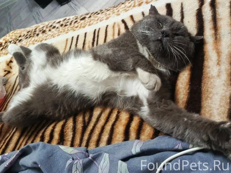 Пропал кот Омская область, гор...