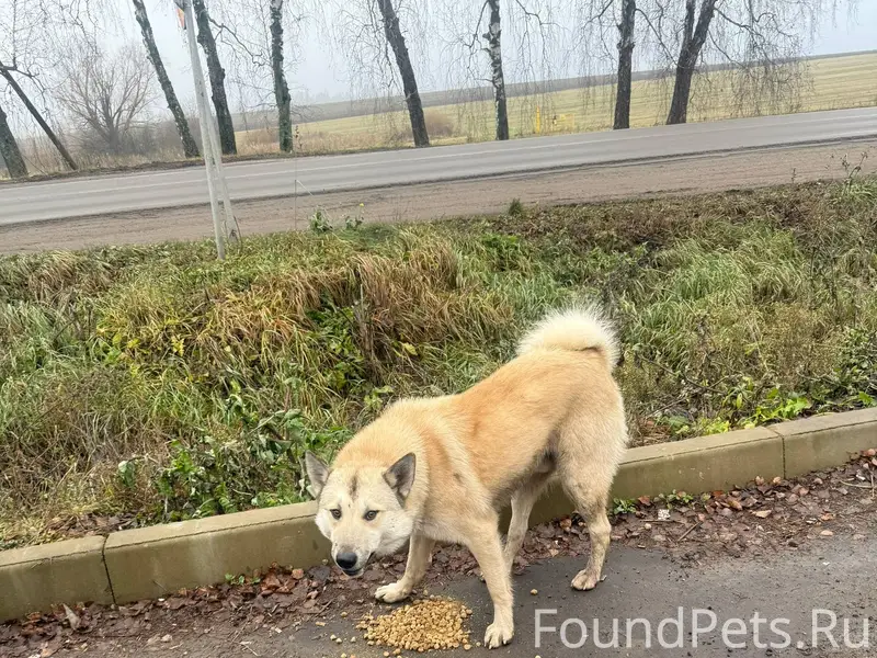 Лайка? 🆘🆘🆘🆘Чей кобель? Молодой...