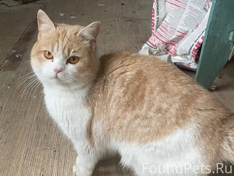 Помогаю информационно. Автор h...