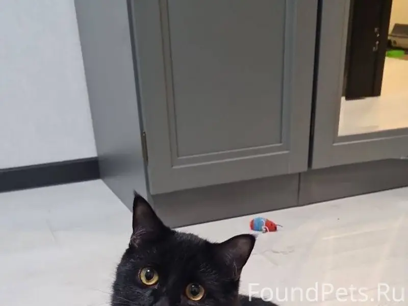 Помогите найти кота. Зовут Сим...