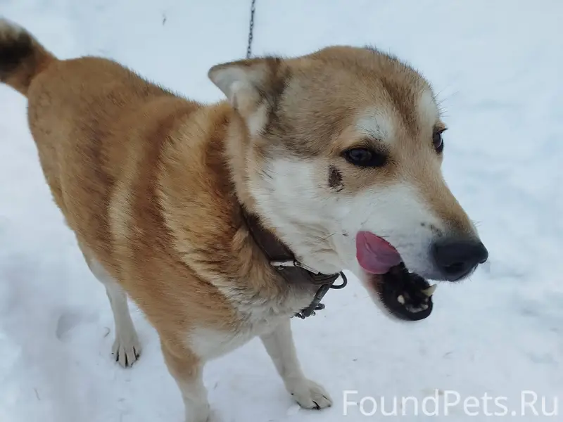 Убежал пёс с ул. Пролетарской....