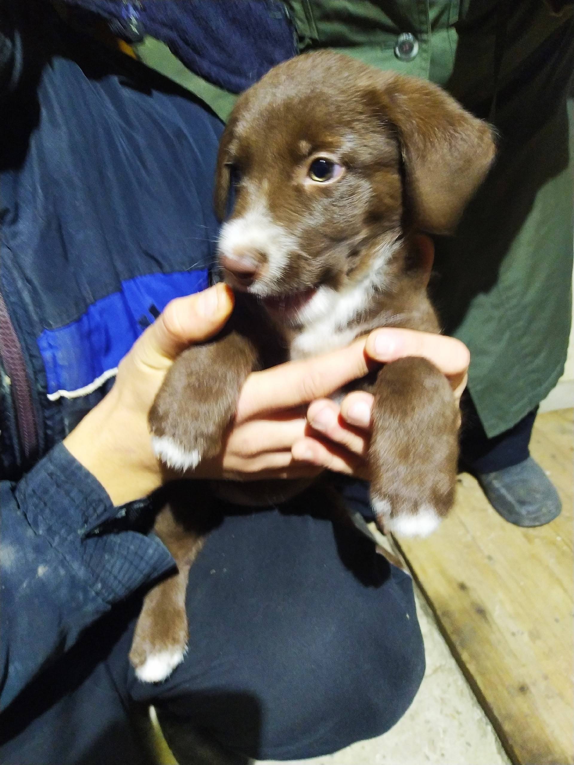 Найден щенок в Петров Вале, во...