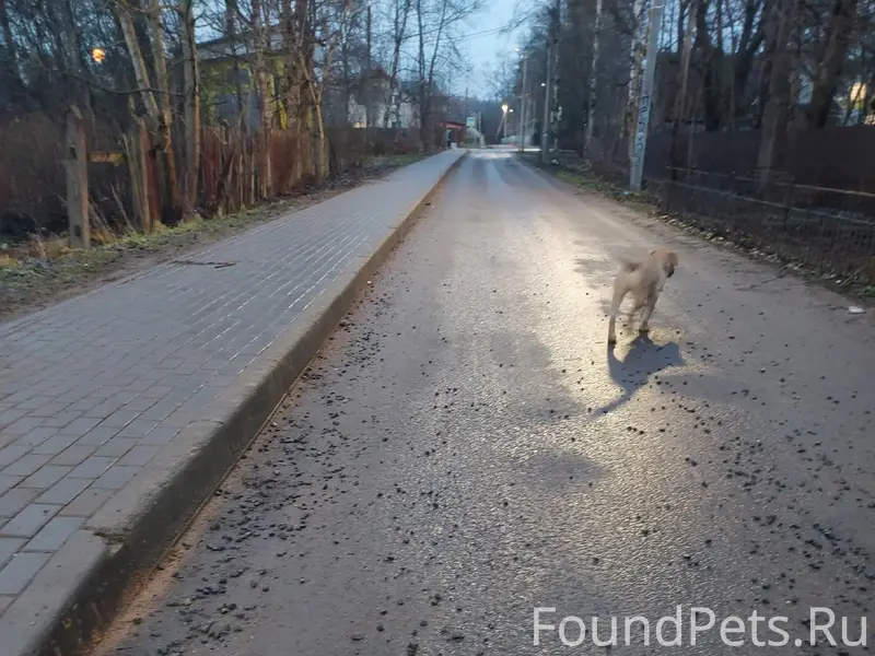 Потерялся щенок, кто ищет??? Б...