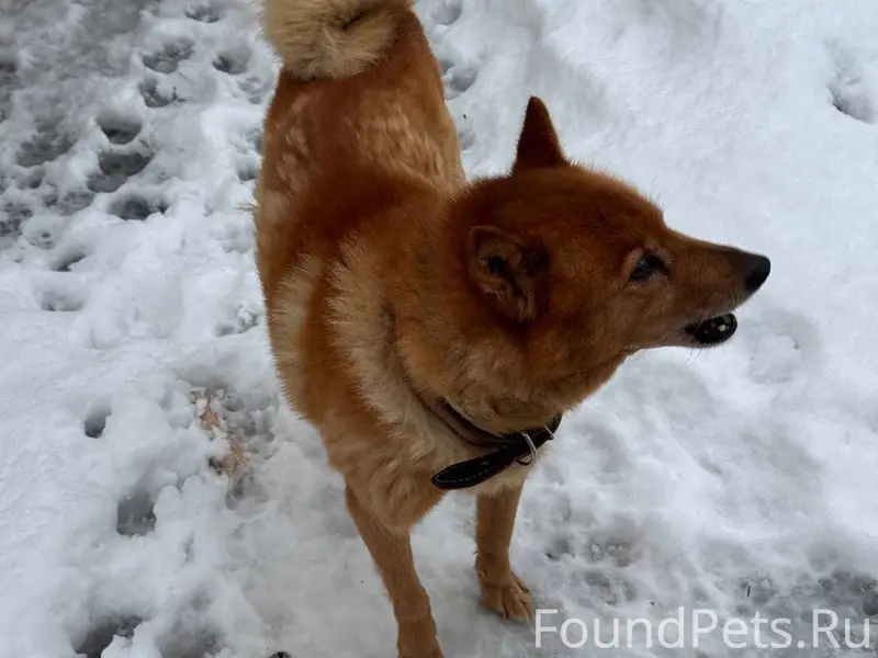 Потерялась собака около улицы ...