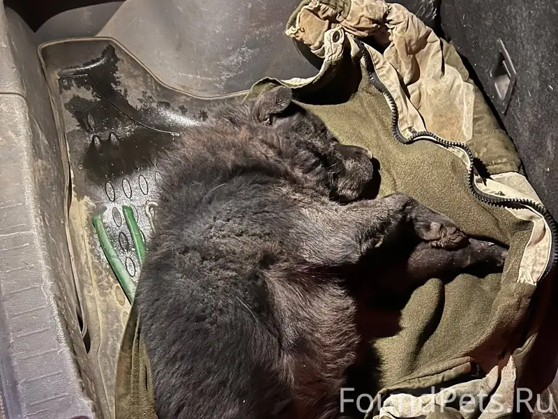 🆘🆘🆘 НА ЛИНИИ МИХАЛИЦИНО ПОЛ ЧА...