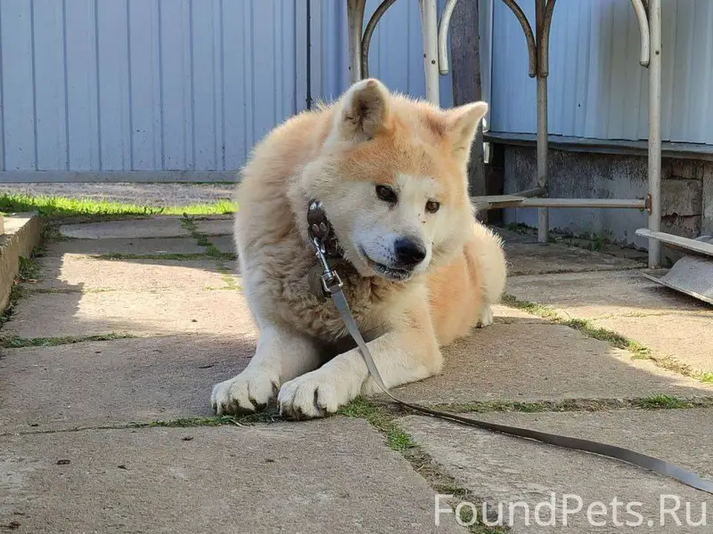 Здравствуйте, потерялся пёс, к...