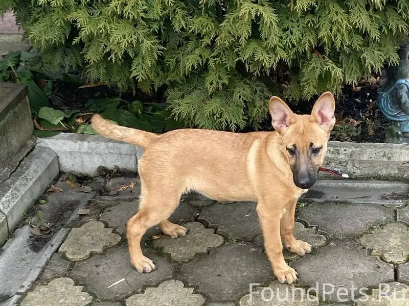 Найден щенок (девочка) в красн...