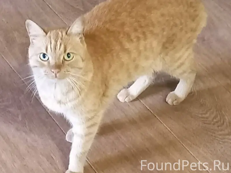 Пропала кошка рыжая в районе о...