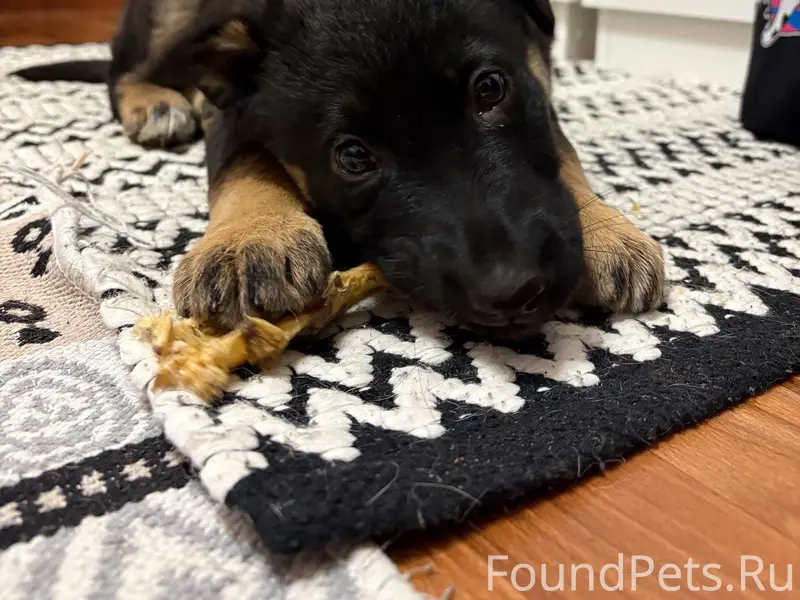 На манеже найден щенок. Девочк...