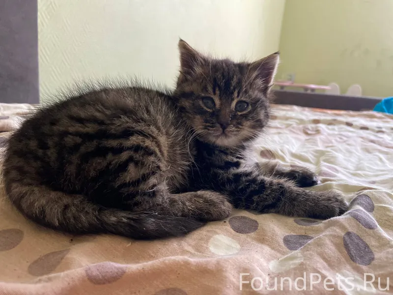 SOS 🆘 Пропал котенок 2 месяца....