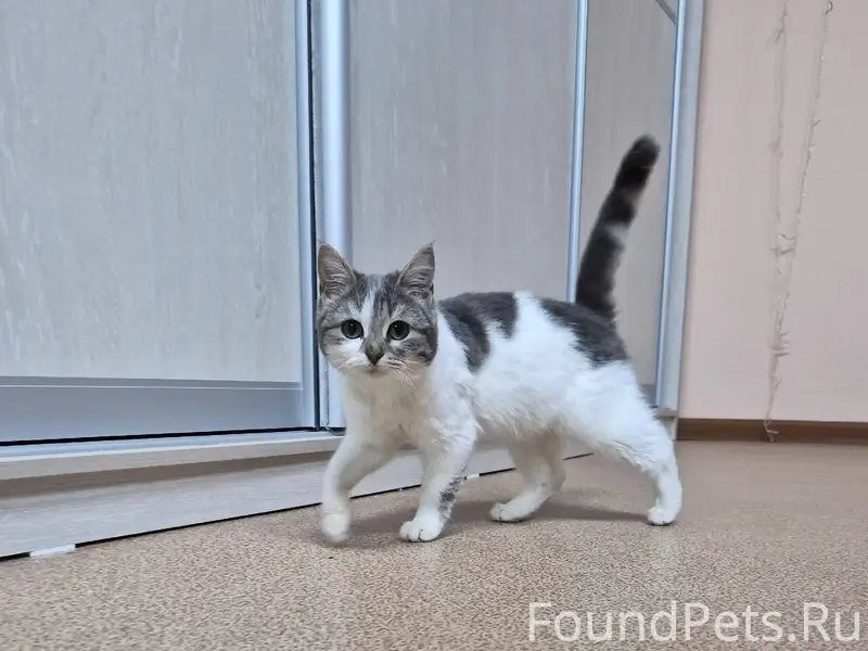 Чья потеряшка Ночью с 3 на...