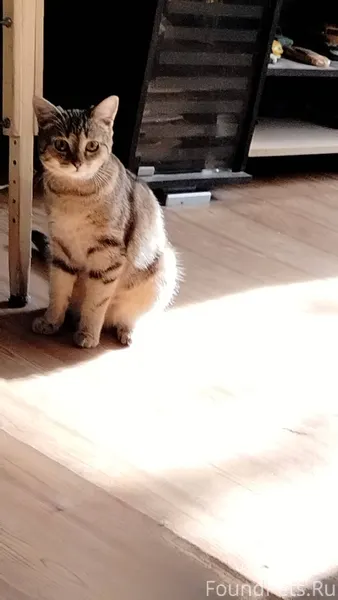 Потерялась кошка