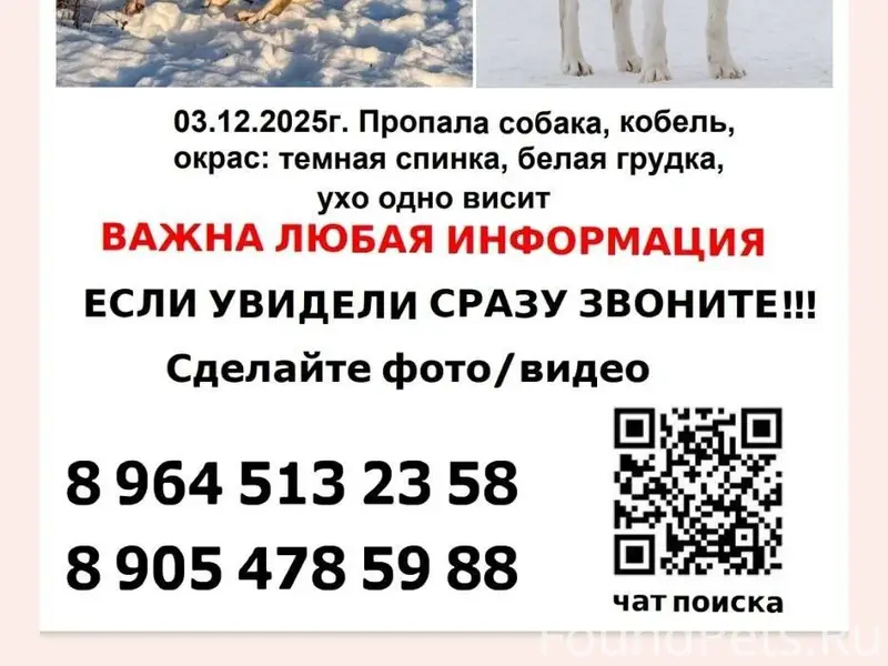 🆘ПРОПАЛА СОБАКА Ярославская об...