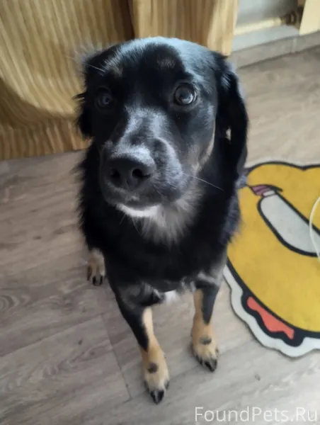 Пропала собака, последний раз ...