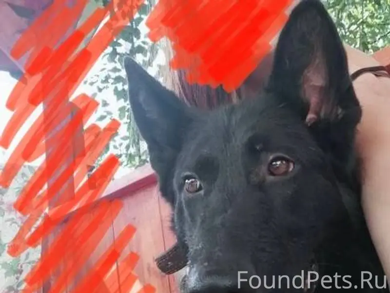 Сбежала собака,черная немецкая...