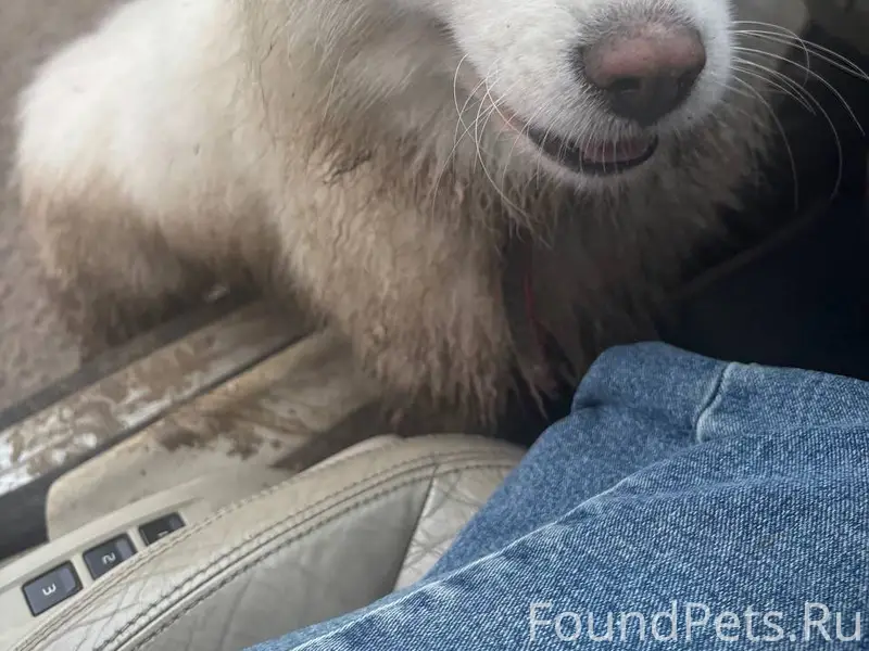 Собака бегала сегодня на улице...