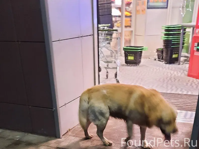 НАЙДЕН (ЗАМЕЧЕН) Г.Владимир. П...