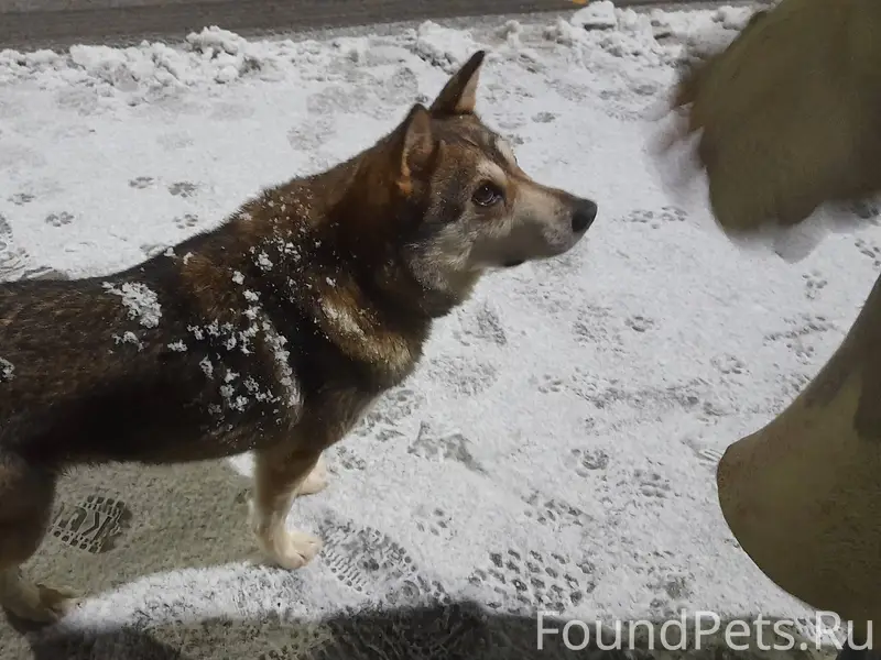 Бегает пёс на остановке СКРУ-2...
