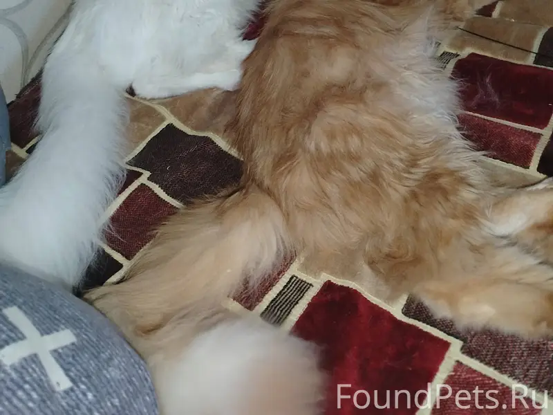 Пропала кошка, проскользнула в...