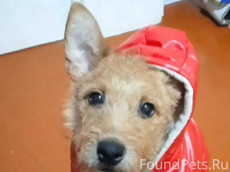 Пропала собака на улице победа...