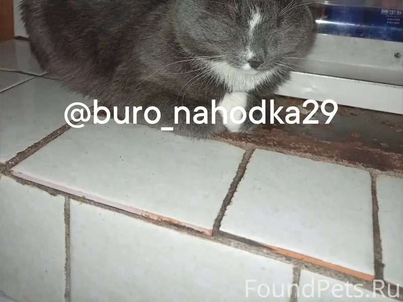 Здравствуйте! Пропал кот, выпр...