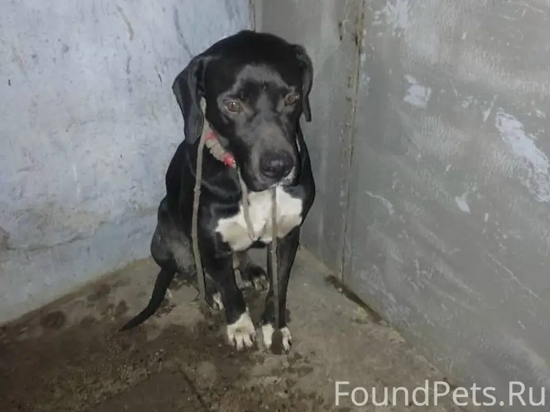 Кто потерял собаку? Сидит, дро...