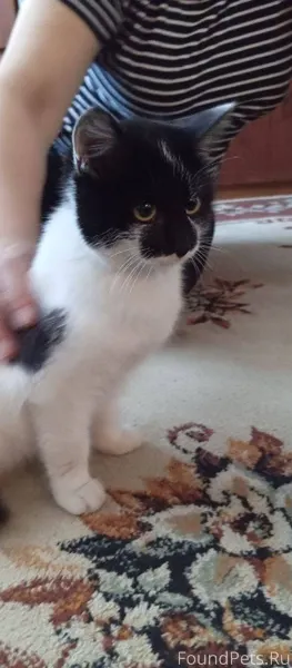 Найдена маленькая кошечка возл...