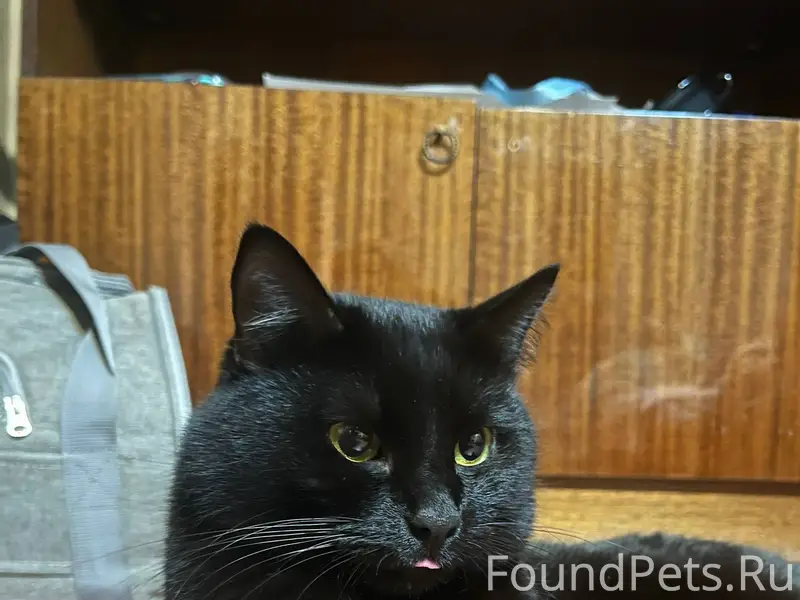 ПРОПАЛ КОТ! 04.12, примерно в....