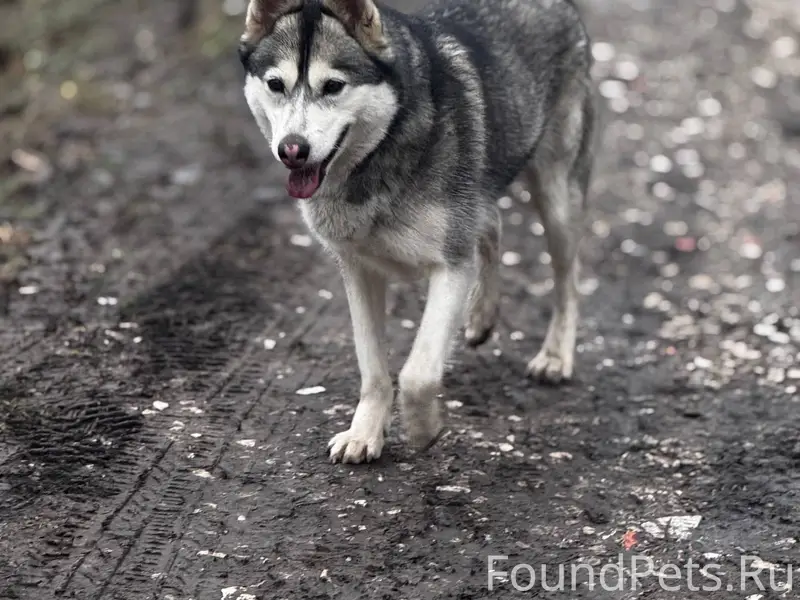 Найдена собака! ЗНАМЕНКА, коне...