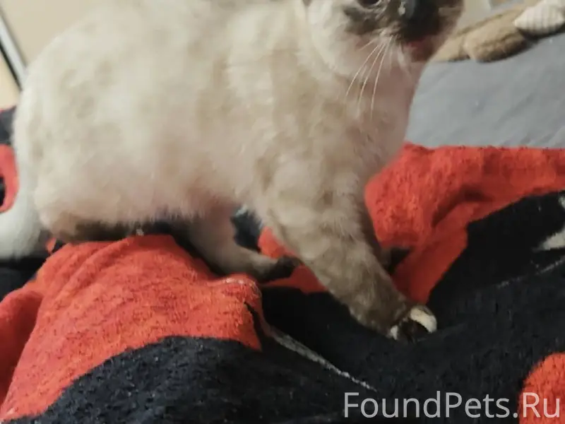 Помогите найти🙏🏼 Пропала кошка...