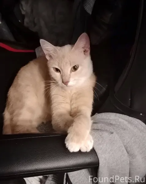 Пропала кошка 1.12.2025. Помог...