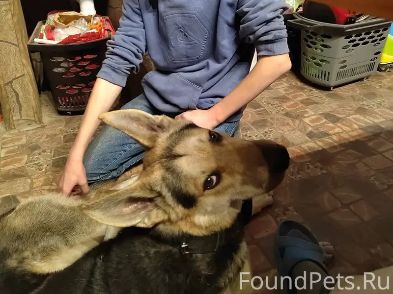 Ищу собаку! Мальчик 3 года. На...