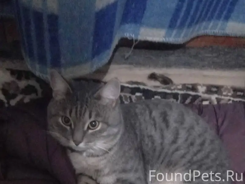 Пропал кот! В Спецгородке, на ...