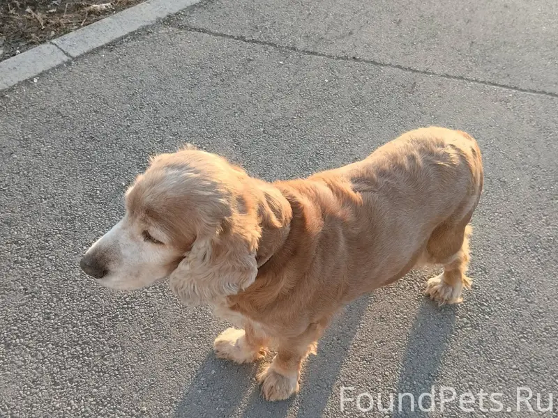 Убежала собака , 2й день ищем ...