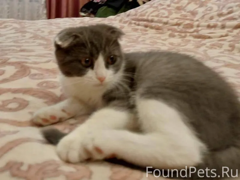 Пропала кошка на Котовского 23...