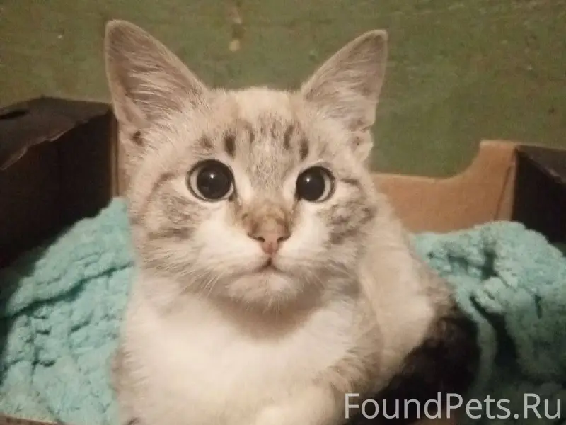 Найден котенок на улице советс...