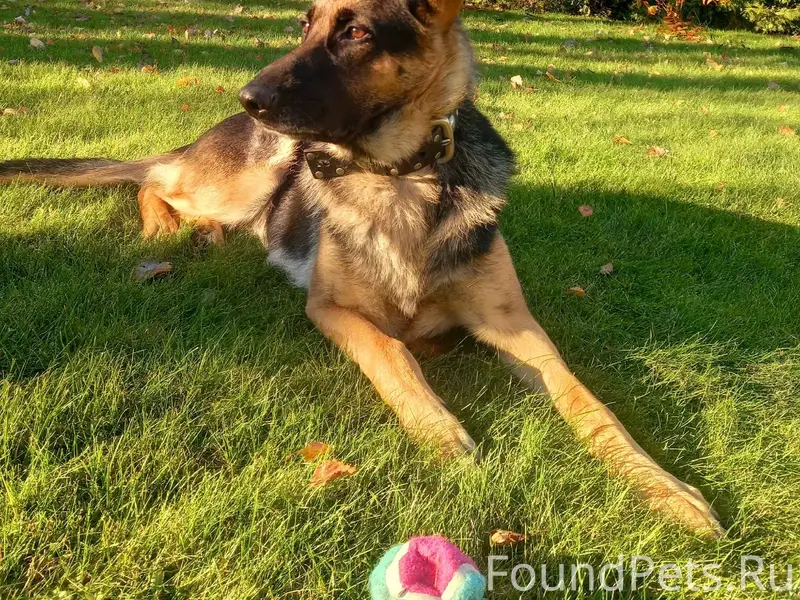 Потерялась собака. Порода- нем...