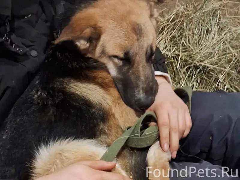 Найден щенок метис овчарки око...