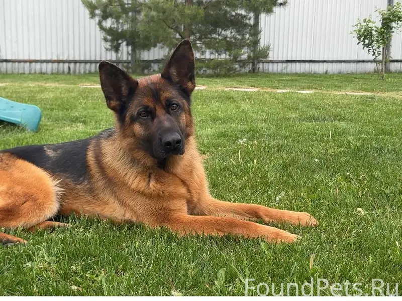 Здравствуйте. Пропала собака н...