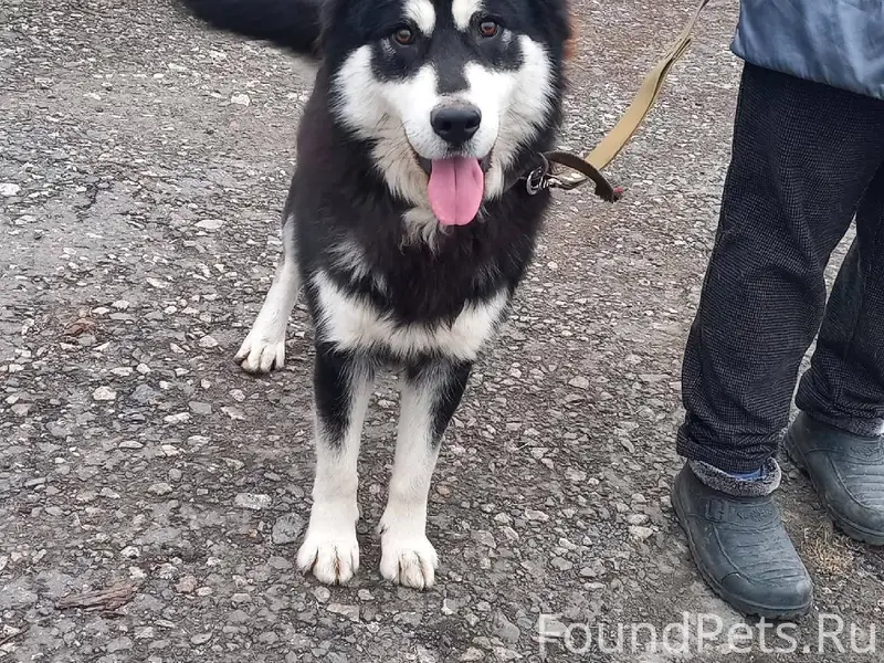 Максимальный репост!!! В пос. ...