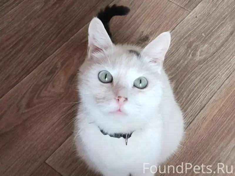 Пропал кот, белый, хвост серый...