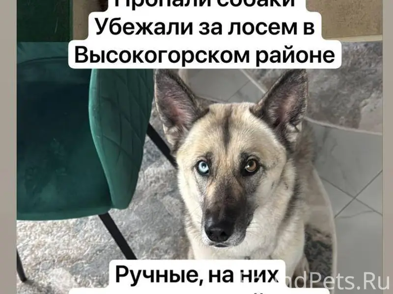 СОС! Сегодня убежали две собак...