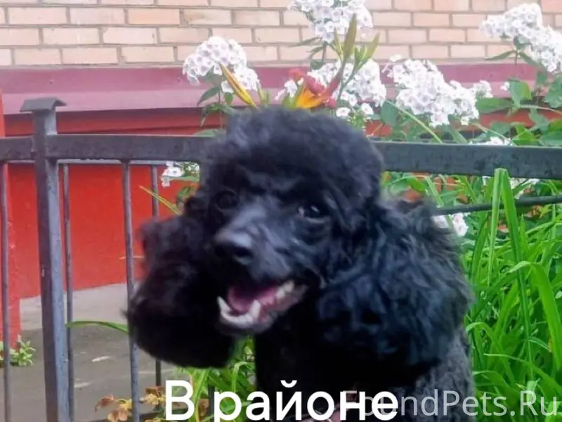 Максимальный репост. 5 декабря...