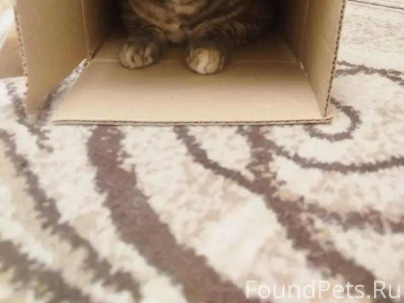 Здравствуйте! Пропала кошка в ...