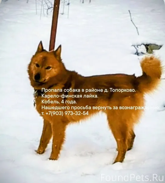 Пропала собака , зовут Рэй , л...