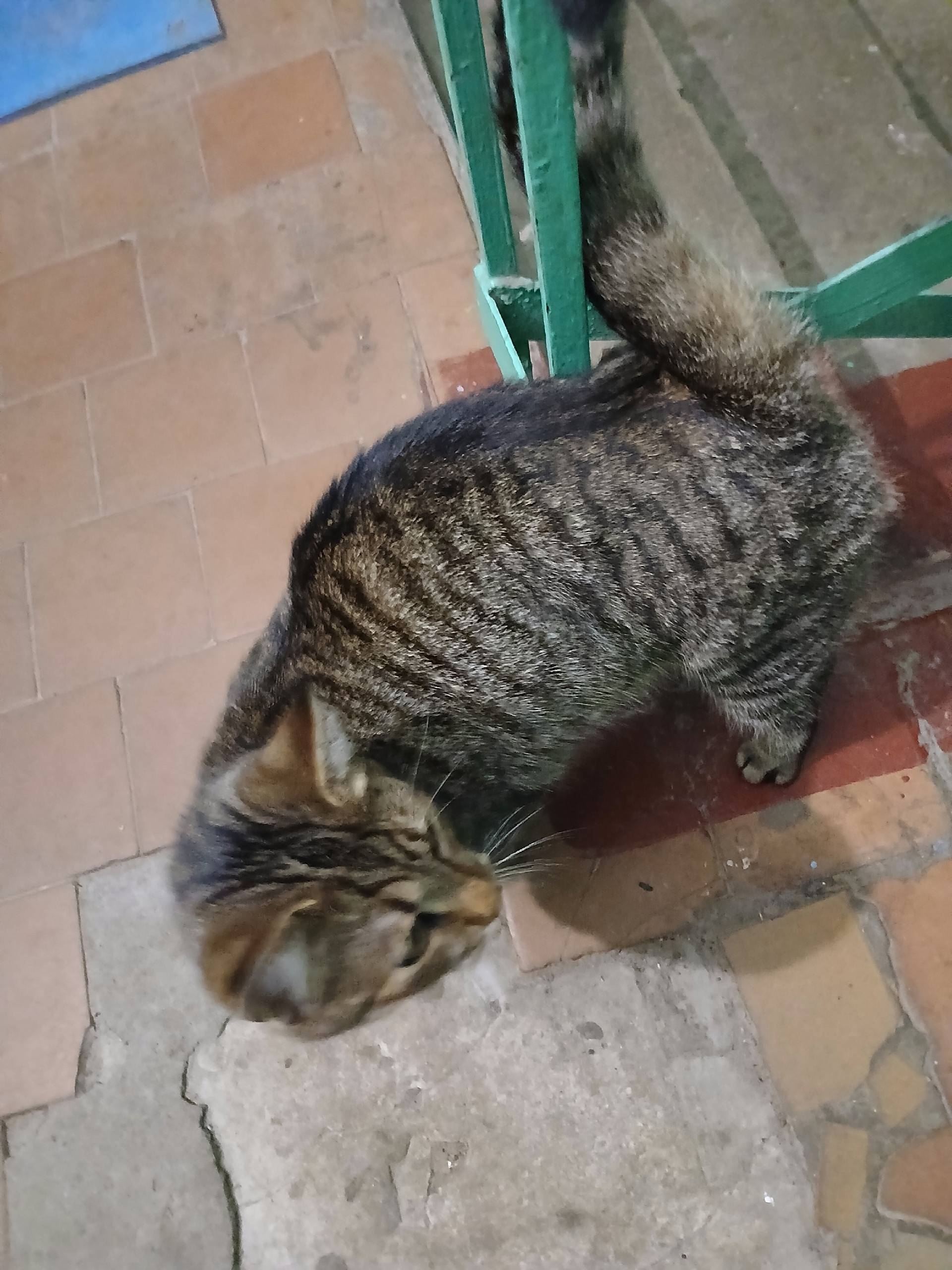 Хозяин найдись. В подъезде сид...